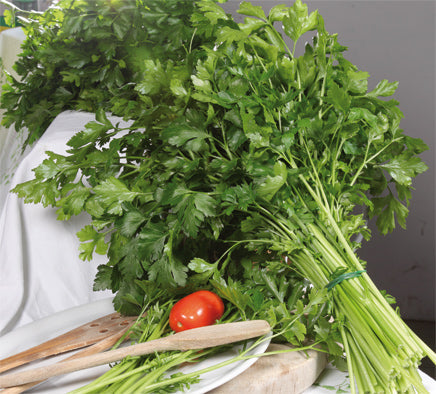 342M Giant Parsley Prezezemolo Gigante